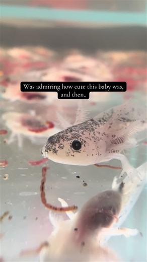 Adorable Baby Axolotl in Playful Combat