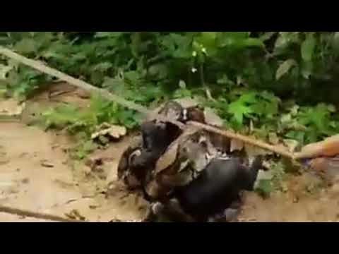 Massive Python Attacks Dog in Thailand: Dramatic Rescue by Brave Locals