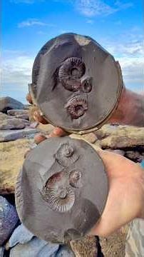 🤯 We found some beautiful Ammonite Fossils roughly 185 Million years old! What a treasure! 🏝️