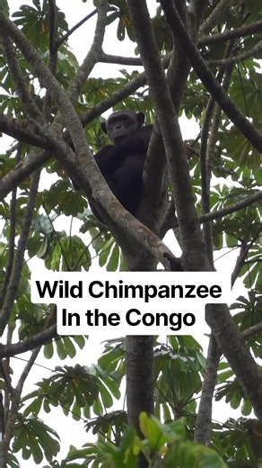 POV: 7am in the Congo Jungle and a Wild Chimp Appears 🇨🇬