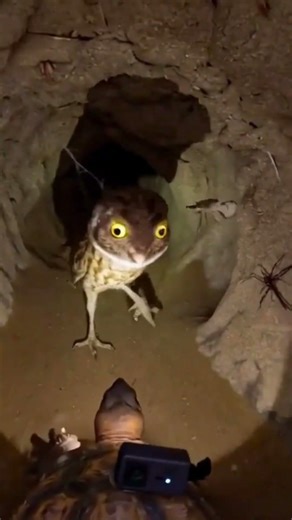 GOPHER TORTOISE: 350 ROOMMATES IN ONE BURROW#shorts #trending #viral #youtubeshorts #animals #pov
