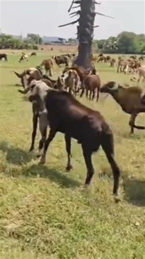 Epic Goat Battle Dominate! #wildlifeentertainment #wildlife