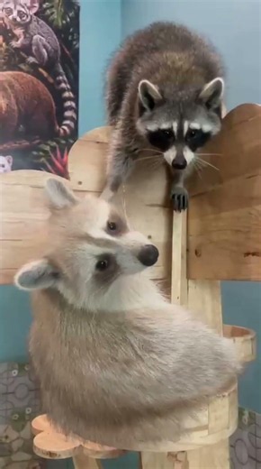 Meet the Amazing Animals of Zoo Cafe Samui! 🦜🦝