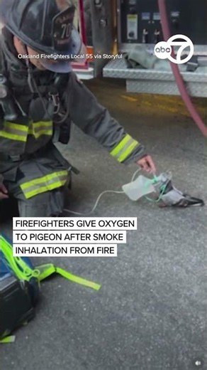 Firefighters give oxygen to pigeon after smoke inhalation
