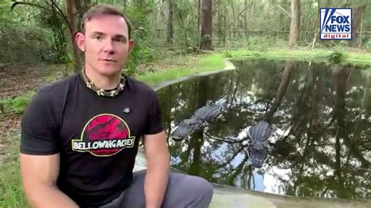 Alligator attack on child was 'predictable and preventable,' handler says