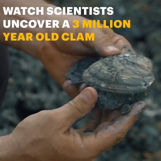 These clam fossils give us a glimpse of what the Earth looked like 3 million years ago: | NOVA l PBS