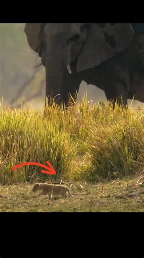 Mother Lioness Save Baby From Elephant By info fact News