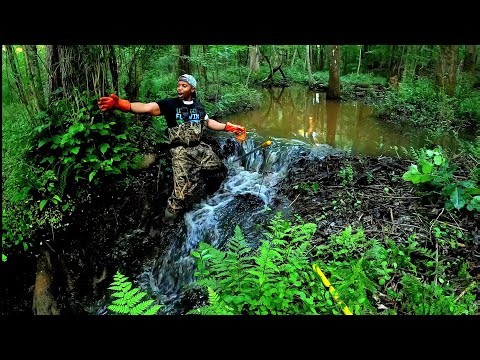 Drained The Swamp! 💪💯 || Dam Removal In New Creek! S6 EP.4! #beaverdam