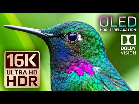 Impossible Detail Nature Animals | 16K Dolby Vision OLED HDR TEST 120fps (8K/4K Ultra HD TV)