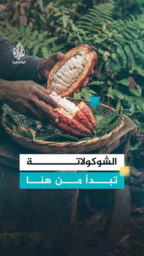 من هنا تبدأ رحلة الشوكولاتة التي نحبها