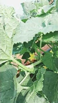 #powdery mildew #agriculturevideo #club #automobile #naturalfarming #organicfarming #farming #nirmal