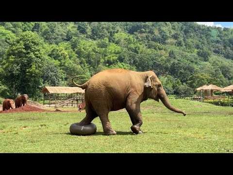 Chompu's Giant Ball Adventure! - ElephantNews