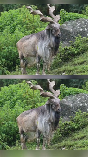 this goat climbs cliffs like a hollywood stuntman 😱🐐 #markhor #wildlife #shorts