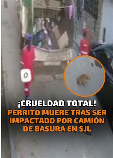 ¡ATENCIÓN!🚨 Indignación en San Juan de Lurigancho tras la difusión de un video donde un camión de basura atr@pella “Chato”, un perrito con discapacidad cuidado por los vecinos.🦮😔 #sjl #mascotas #accidente #camion #noticiasperu