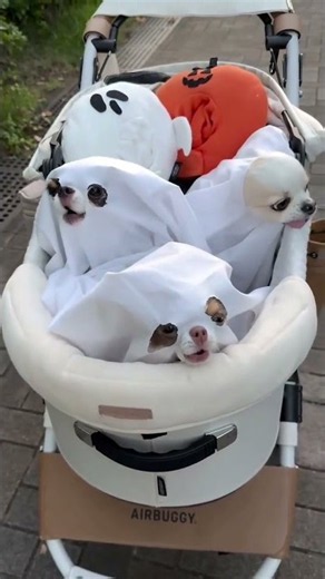 Literally just a sheet! 👻 Doggy Halloween madness.