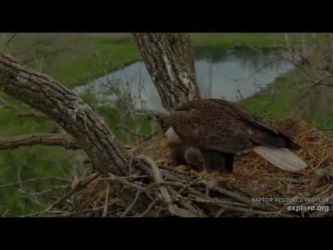 Decorah Eagles 4-26-26, 5 pm HD fishes the pond & delivers to the nest, HM2 continues feeding