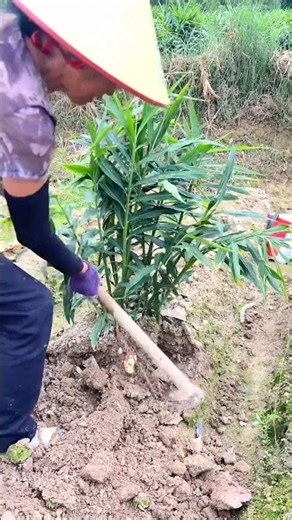 Amazing ginger harvesting from Farm by Rural Farmer #ginger #harvest