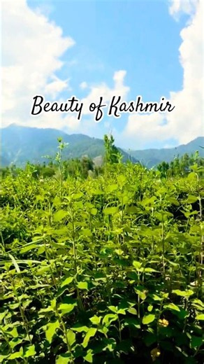 nature beauty 🌿🍀😃#sorts#naturesong#sortfeed#viralvideo