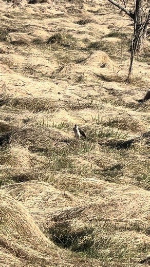 Mockingbird Display in the Grass