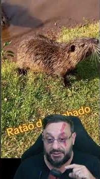 Giant rat invaded a house in São Paulo, but don't worry... #biologohenrique #animals #smartanimal