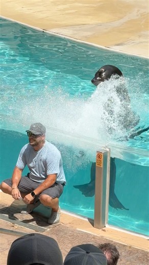 Splash zone experience 😂 Oops😳Sealions at Seaworld Orlando #seaworld #seaworldorlando #funnyvideos
