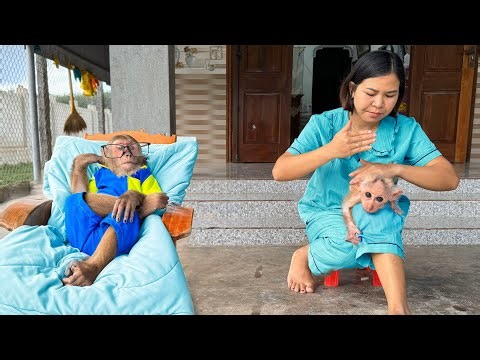 Cute Monkey Daily Life | So Relaxing Day with CUTIS & BUEM