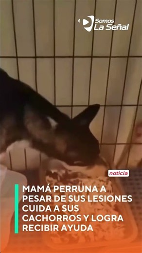 Madre perruna protegió a sus cachorros a pesar de sus patas lesionadas hasta ser rescatada