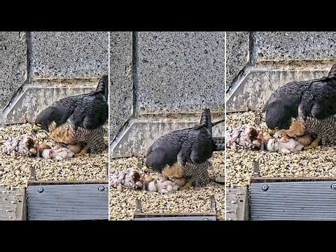 367 Collins Falcon~Poor little one 😂😁 Mum brings prey, then she is rolling her chick~6:48 2026/10/02