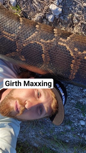 GIRTHIEST PYTHON IN FLORIDA