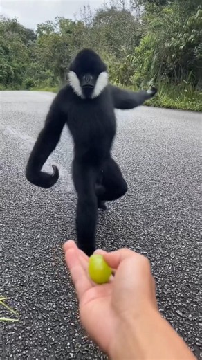 Why Monkeys Stay Calm Around Humans