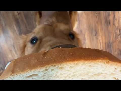 UNUSUAL MEMES COMPILATION V375