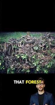 Brazil’s Forbidden Snake Island Is More Terrifying Than You Think