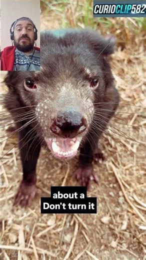 The Real Tasmanian Devil: Nature’s Fierce Cleanup Crew! 🍖#TasmanianDevil #wildlife #shorts