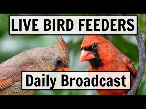 🔴 LIVE Bird Feeder Cam in Ohio (01/04/2026) - Cardinals, Goldfinches, Woodpeckers, Blue Jays