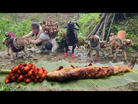 Ha Thi Muon and her adorable dogs and goats are harvesting large, beautiful taro roots to sell.