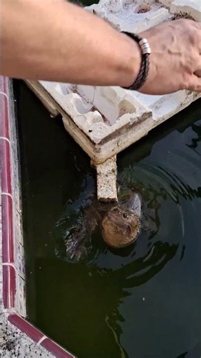 Snaping Turtle eats dried fish