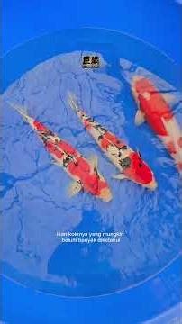 Spill rahasia metode keeping koi dari Dealer Koi Legend Sumo Koi Center! #koi #ikankoi #koifish