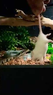 Ball python hand feeding a rat in slo mo #ballpython #pickle #snake #snakefeeding #shorts