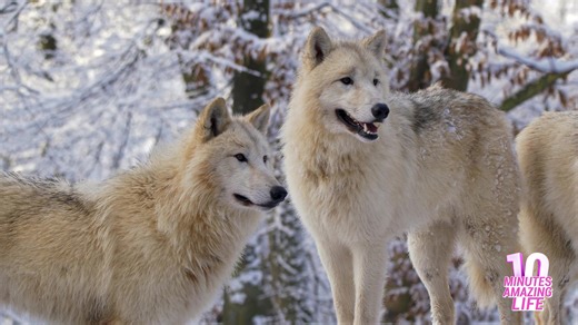 A rare moment where the wolf pack aligned