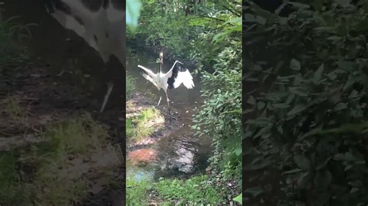 Storks take their home décor extremely seriously and the results are stunning