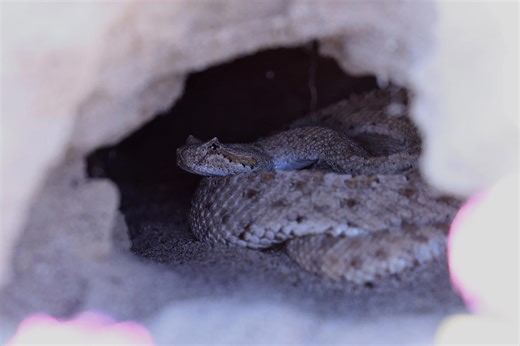 California woman bitten three times by venomous snake dies