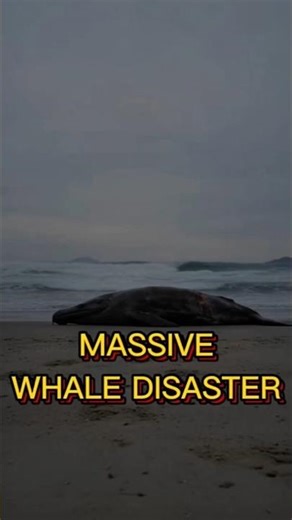 This Whale Explosion Actually Happened #shortshistory #history #shorts
