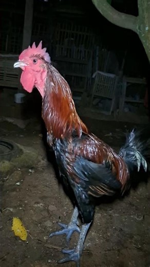 Amazing‼️ Rooster loudly crowing sound effect #rooster #roosterfarm #ayam
