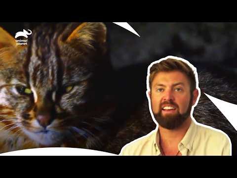 Are These Extinct Animals IMPOSSIBLE to Find? | Extinct Or Alive S1 & S2 | Animal Planet India