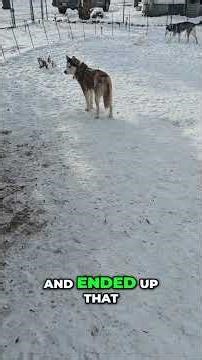 Heartwarming Husky Rescue Story: Love Prevails! #shorts
