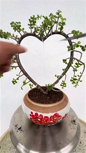 Heart-Shaped Succulent! ❤️ Shaping Portulacaria Afra (Elephant Bush) Guide