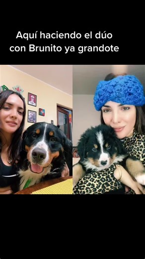 Dúo with Rosangela Espinoza | Bernese Mountain Dog Puppy Love