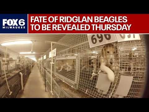 Ridglan Farms beagles in Wisconsin, major announcement coming | FOX6 News Milwaukee
