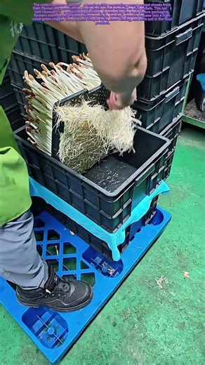 Rooting Out the Old Way: How Farmers Prep Peanut Shoots for Market Without Soil