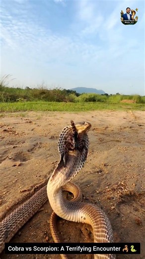 Cobra vs Scorpion: A Terrifying Encounter 🦂🐍 #snake #wildliferescue #cobra #wildlife #animals